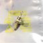 1n3891-200v-12a-power-rectifier-st-thomson.jpg